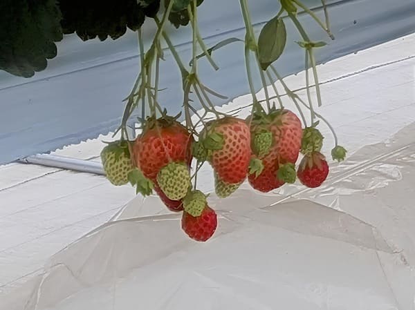 ぷらっと！いちご狩り🍓